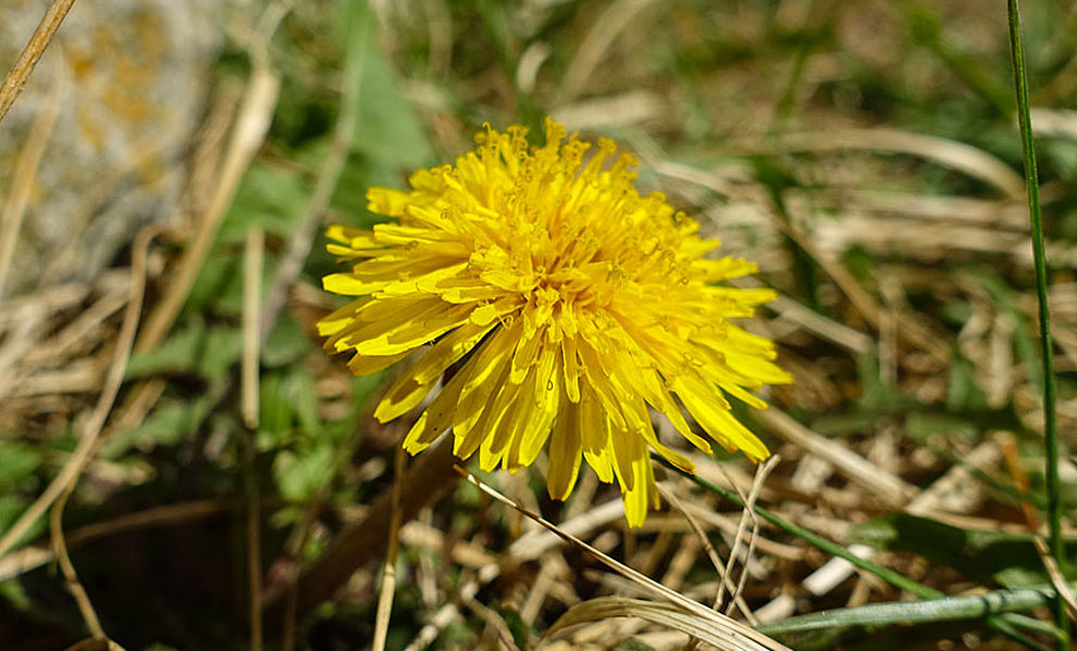 Keschtenweg mit Alexandra Neubecker