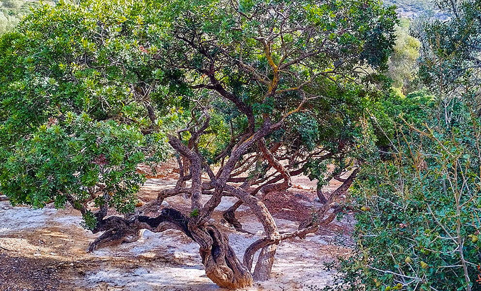 Insel Chios mit Alexandra Neubecker