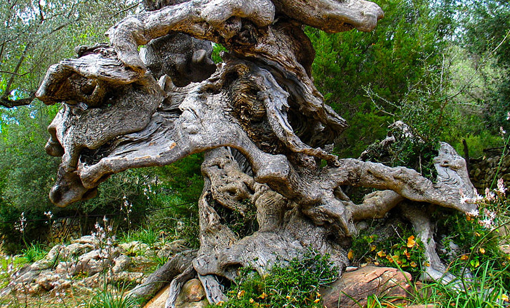 Mallorca mit Alexandra Neubecker